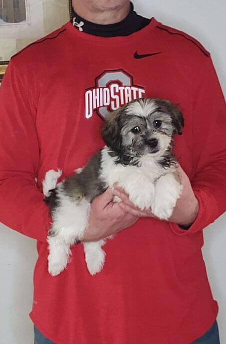 Armani, an 8-week-old male Shih Tzu Bichon