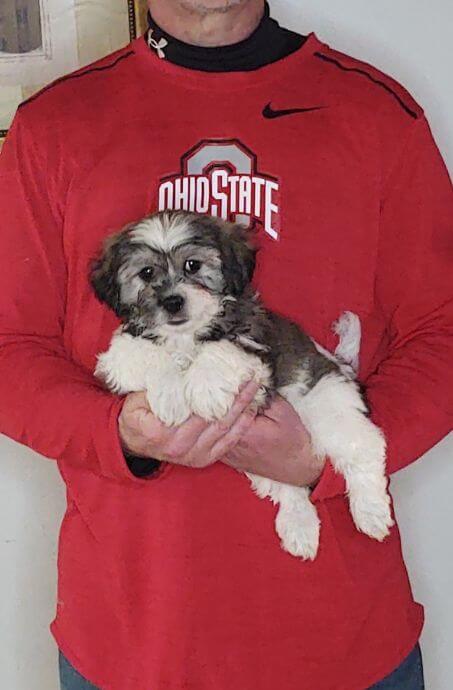 Armani, an 8-week-old male Shih Tzu Bichon