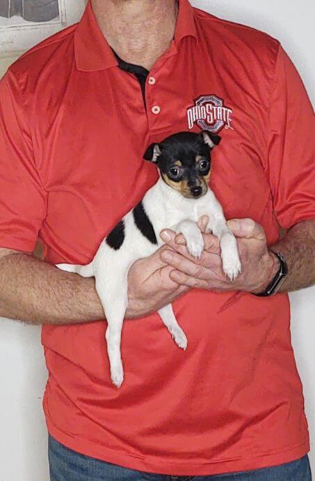 Bella an 8-week-old female Toy Fox mix.