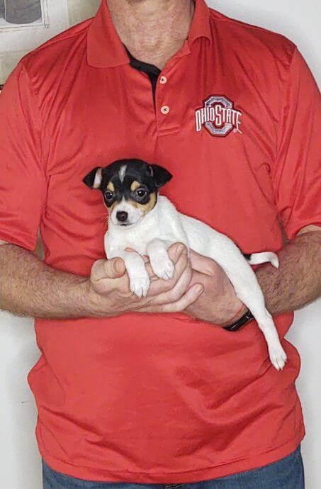 Brutus an 8-week-old male Toy Fox mix.