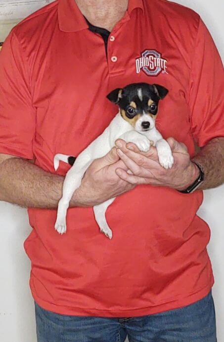 Brutus an 8-week-old male Toy Fox mix.