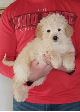 Buddy, 11-week-old male Mini Poodle