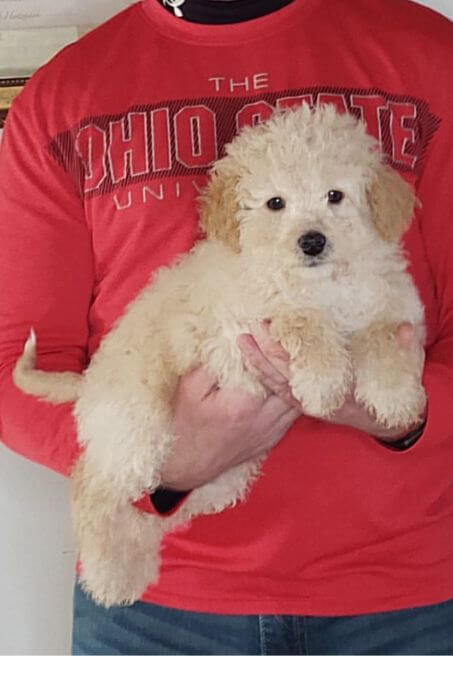 Buddy, 11-week-old male Mini Poodle