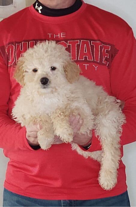 Buddy, 11-week-old male Mini Poodle