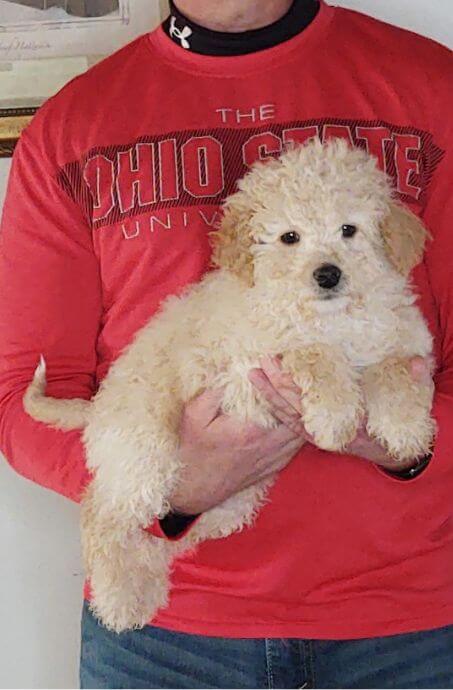 Buddy, 11-week-old male Mini Poodle