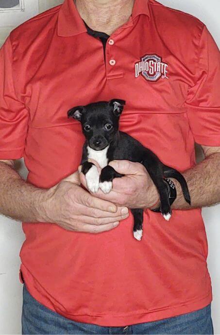 Buddy an 8-week-old male Toy Fox mix.