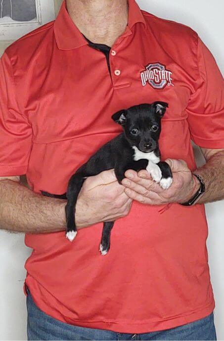 Buddy an 8-week-old male Toy Fox mix.