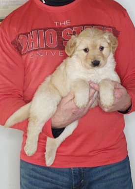 Cali, 8-week-old female Golden Retriever Labrador