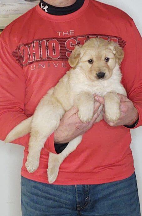 Cali, 8-week-old female Golden Retriever Labrador