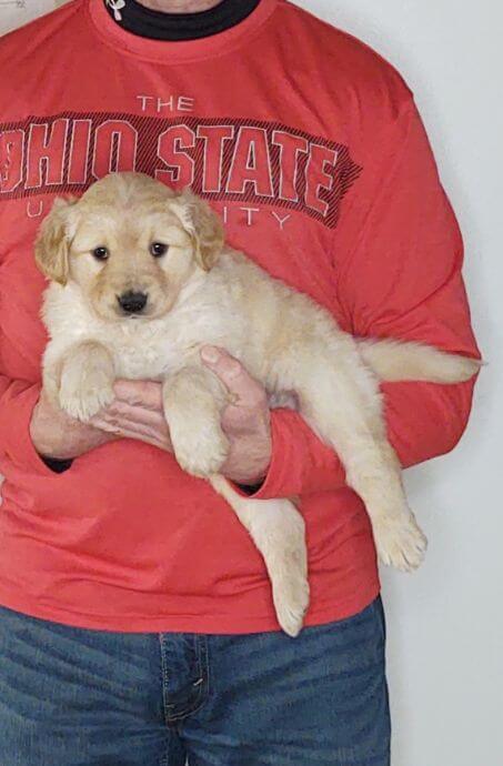 Cali, 8-week-old female Golden Retriever Labrador