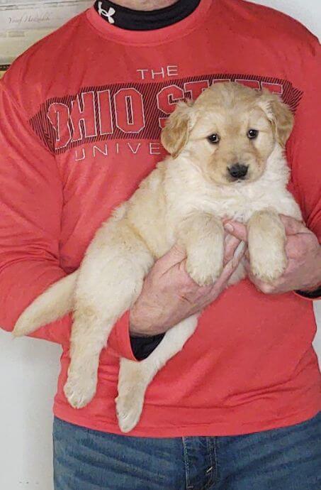 Cali, 8-week-old female Golden Retriever Labrador