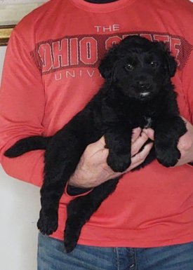 Cassie, 8-week-old female Golden Retriever Labrador