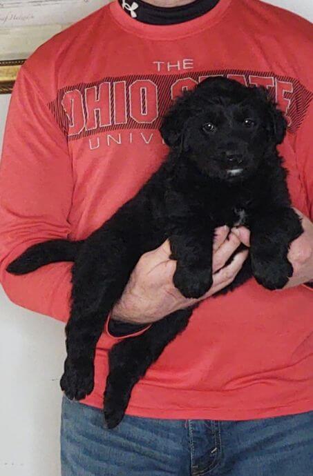 Cassie, 8-week-old female Golden Retriever Labrador