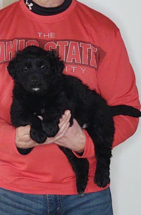 Cassie, 8-week-old female Golden Retriever Labrador