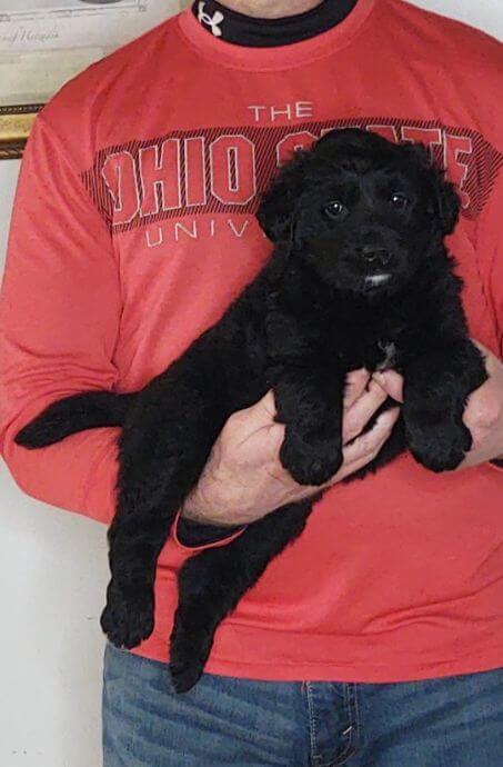 Cassie, 8-week-old female Golden Retriever Labrador