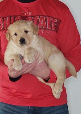 Champ, 8-week-old male Golden Retriever Labrador