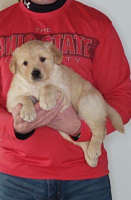 Champ, 8-week-old male Golden Retriever Labrador