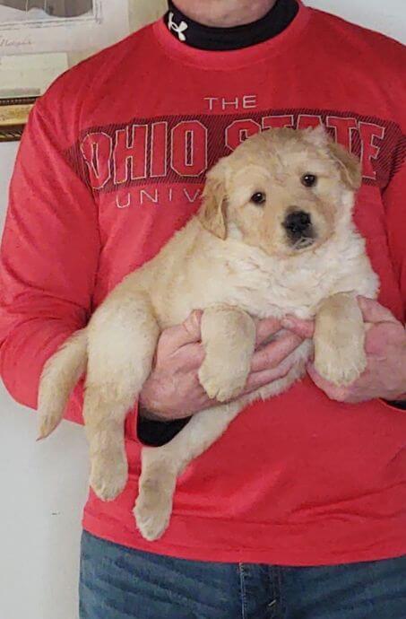 Champ, 8-week-old male Golden Retriever Labrador