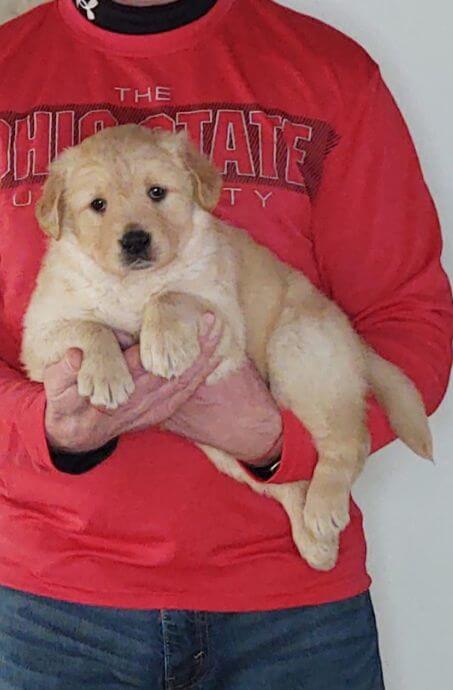 Champ, 8-week-old male Golden Retriever Labrador