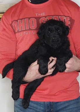 Chase, 8-week-old male Golden Retriever Labrador