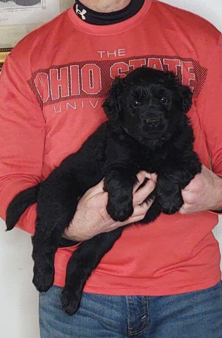 Chase, 8-week-old male Golden Retriever Labrador