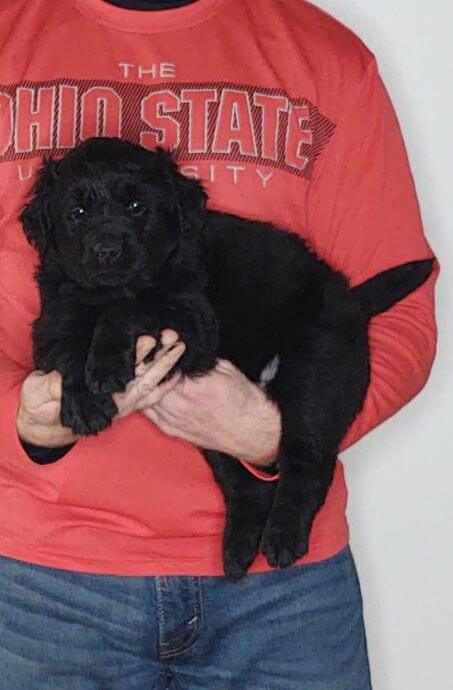 Chase, 8-week-old male Golden Retriever Labrador