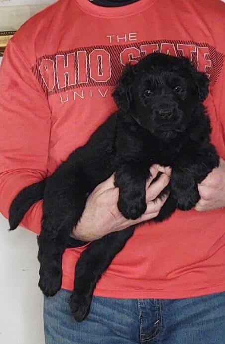 Chase, 8-week-old male Golden Retriever Labrador