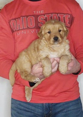 Chewy, 8-week-old male Golden Retriever Labrador