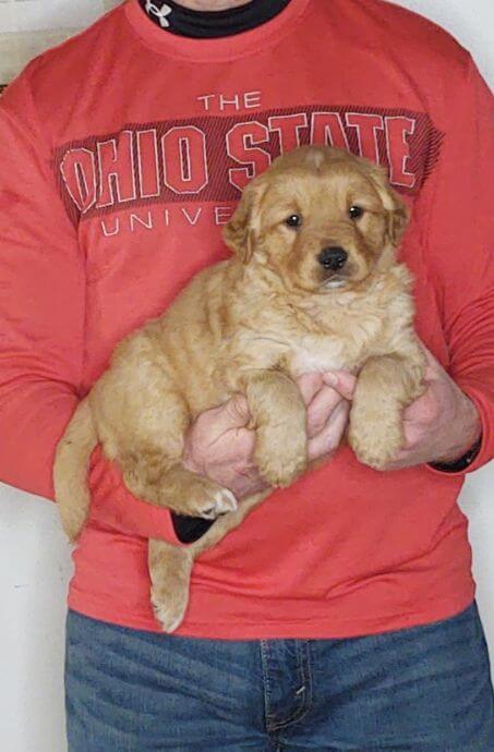 Chewy, 8-week-old male Golden Retriever Labrador