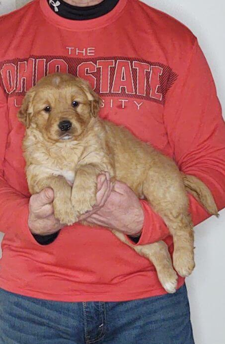 Chewy, 8-week-old male Golden Retriever Labrador