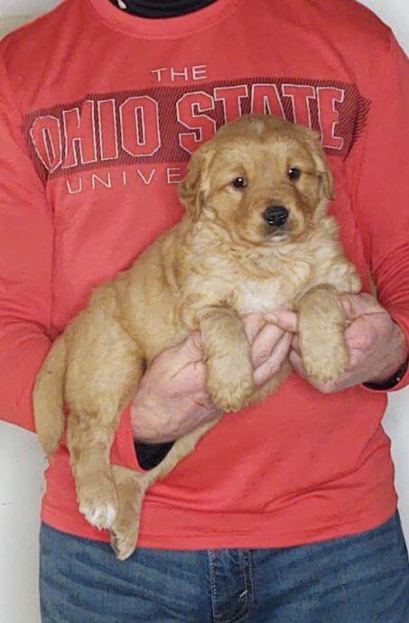 Chewy, 8-week-old male Golden Retriever Labrador