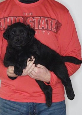 Chloe, 8-week-old female Golden Retriever Labrador