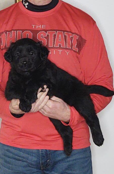 Chloe, 8-week-old female Golden Retriever Labrador