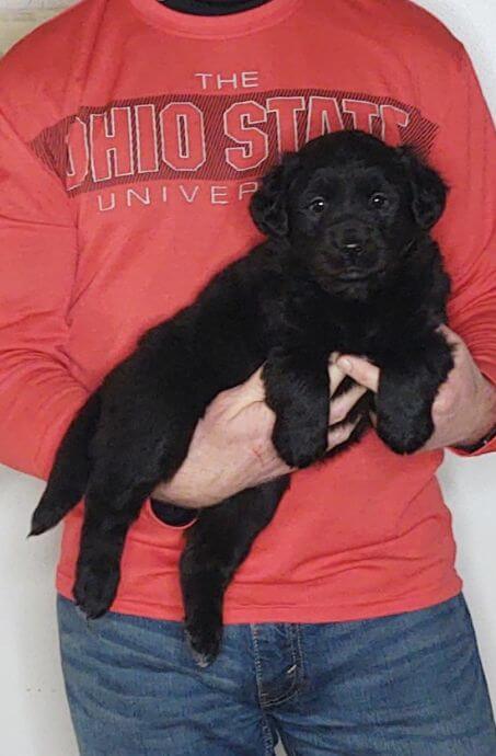 Chloe, 8-week-old female Golden Retriever Labrador