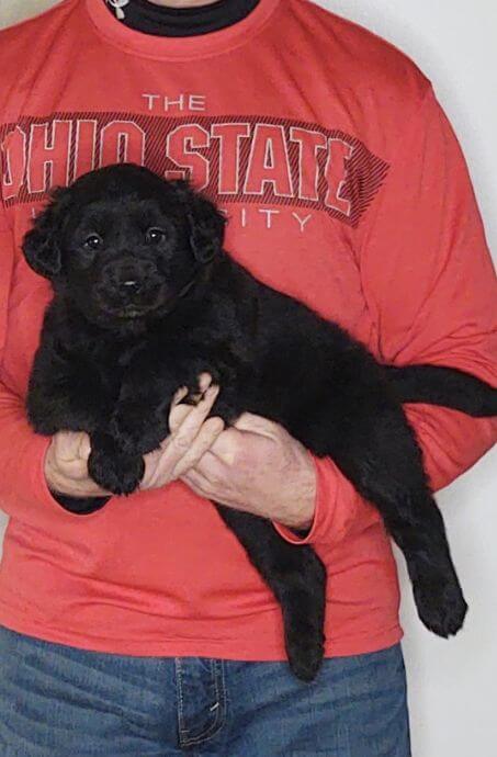 Chloe, 8-week-old female Golden Retriever Labrador