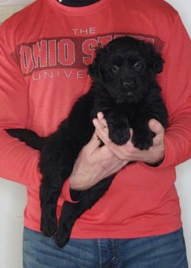 Cookie, 8-week-old female Golden Retriever Labrador