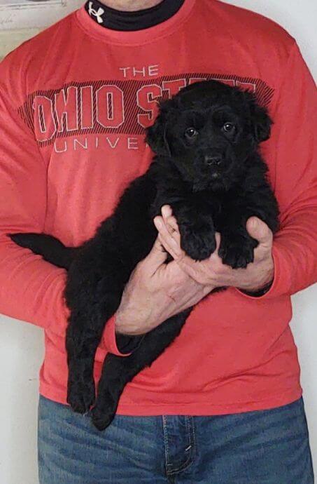 Cookie, 8-week-old female Golden Retriever Labrador