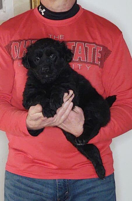 Cookie, 8-week-old female Golden Retriever Labrador