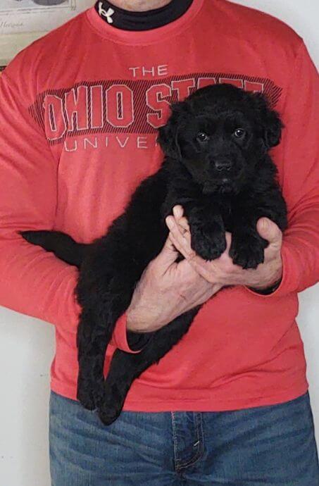 Cookie, 8-week-old female Golden Retriever Labrador