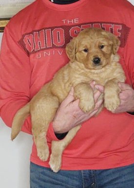 Cooper, 8-week-old male Golden Retriever Labrador