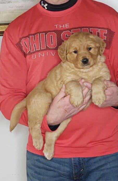 Cooper, 8-week-old male Golden Retriever Labrador