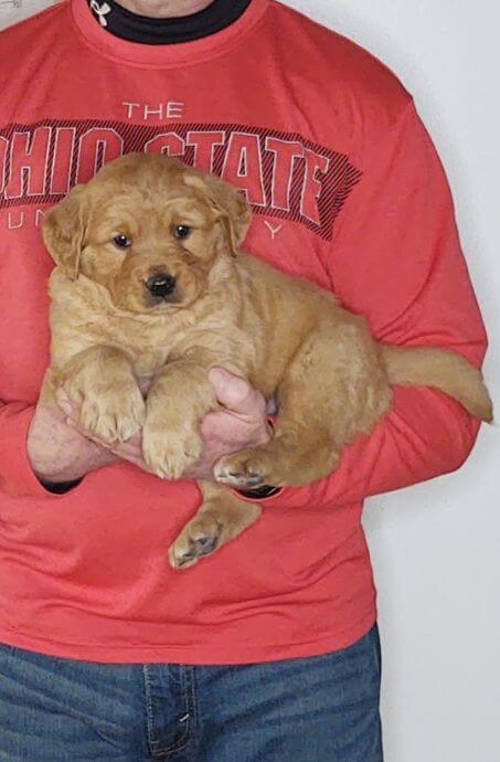 Cooper, 8-week-old male Golden Retriever Labrador