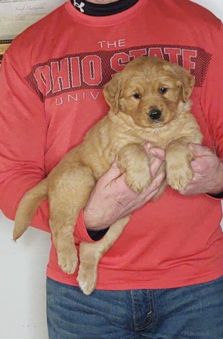 Cooper, 8-week-old male Golden Retriever Labrador