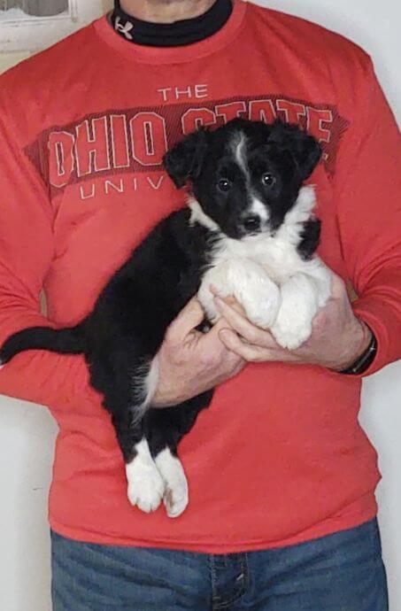 Daisy, an 8-week-old female Border Collie Australian Shepherd mix.