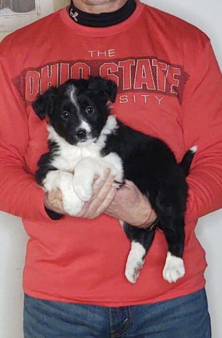 Daisy, an 8-week-old female Border Collie Australian Shepherd mix.