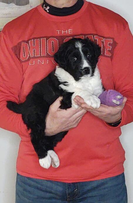 Diego, an 8-week-old male Border Collie Australian Shepherd mix.