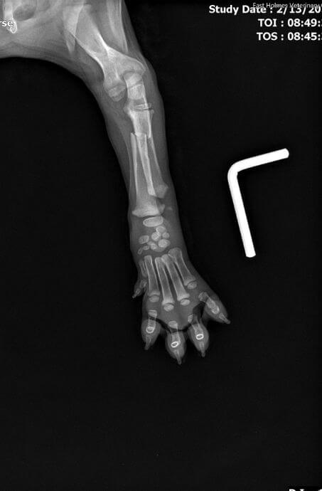 X-ray of Diego's broken front left leg,