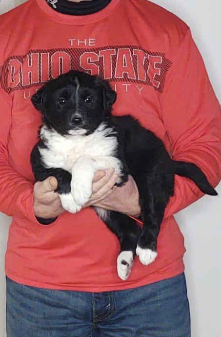 Diesel, an 8-week-old male Border Collie Australian Shepherd mix.