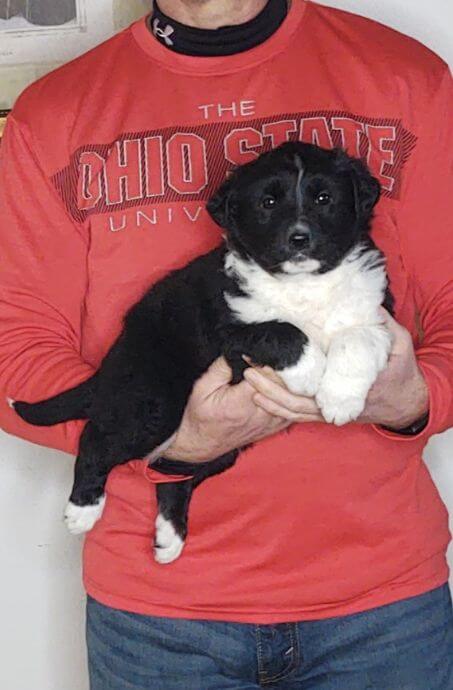 Diesel, an 8-week-old male Border Collie Australian Shepherd mix.