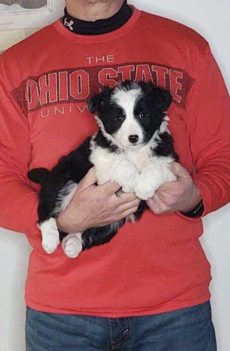 Dixie, an 8-week-old female Border Collie Australian Shepherd mix.